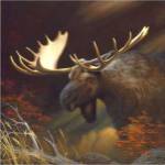Moose Portrait by Leo Stans