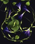 Morning Glory by Susan Barmon
