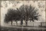 Morning Shades I by Pela and Silverman