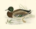 Morris Ducks I by Tom Morris