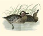 Morris Ducks II by Tom Morris