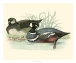 Morris Ducks IV by Tom Morris