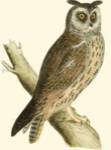 Morris Long Eared Owl by Tom Morris