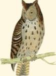 Morris Mottled Owl by Tom Morris