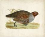 Morris Pheasants I by Tom Morris