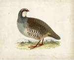 Morris Pheasants II by Tom Morris