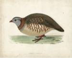 Morris Pheasants III by Tom Morris