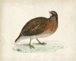 Morris Pheasants IV by Tom Morris