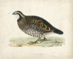 Morris Pheasants VI by Tom Morris
