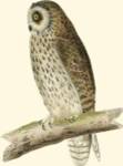 Morris Short Eared Owl by Tom Morris