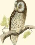 Morris Tengmalm's Owl by Tom Morris