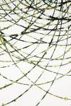 Moss Vine by Candice Alford