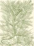 Mossy Branches III by Duhamel De Monceau