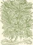Mossy Branches IV by Duhamel De Monceau