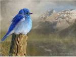 Mountain Blue Bird by Chris Vest