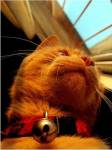Mr. Jingles