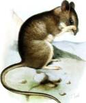 Mus Mystacinus Smit