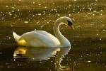 Mute swan, Stanley Park, British Columbia by Paul Colangelo / Danita Delimont