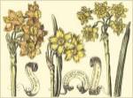 Narcissus in Bloom I by Claude Langlois