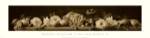 Natura Morte II by Sondra Wampler