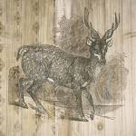 Natural History Lodge III by Elyse DeNeige