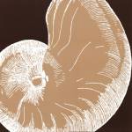 Natural Shell II - mini by N. Harbick