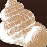 Natural Shell III - mini by N. Harbick