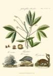Naturalist Study I by Adam Schall Von Bell
