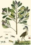 Naturalist Study II by Adam Schall Von Bell