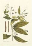 Nature's Elegance I by J.J. Plenck