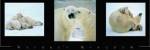 Nature's Kingdom-Polar Bears
