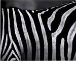 Nature's Lines by John Jones