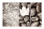 Nature Trio by Alan Majchrowicz