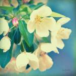 Natures Apple Blossom by Sue Schlabach