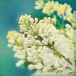 Natures Lilac Blossom by Sue Schlabach