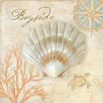 Nautical Shells II by Cynthia Coulter