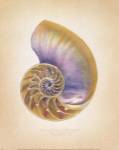 Nautilus Cross Section by Richard Van Genderen
