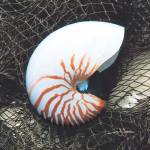 Nautilus with Net by John Jones