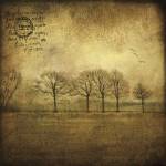 Near Amsterdam by Dawne Polis