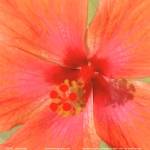 New Hibiscus II by Karol King