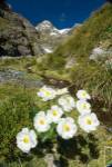 New Zealand Arthurs Pass, Mountain buttercup flower by Fredrik Norrsell / Danita Delimont