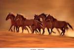 Night Runners by Lisa Dearing