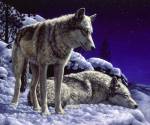 Night Watch by Crista Forest