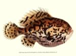 Nodder Antique Fish III by Frederick P. Nodder