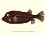 Nodder Antique Fish IV by Frederick P. Nodder