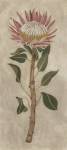 Non-Embellished Protea I by Chariklia Zarris