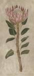 Non-Embellished Protea II by Chariklia Zarris