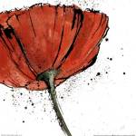 Not a California Poppy I on White by Chris Paschke