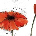 Not a California Poppy III on White by Chris Paschke