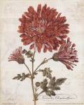 November Chysanthemum by Katie Pertiet
